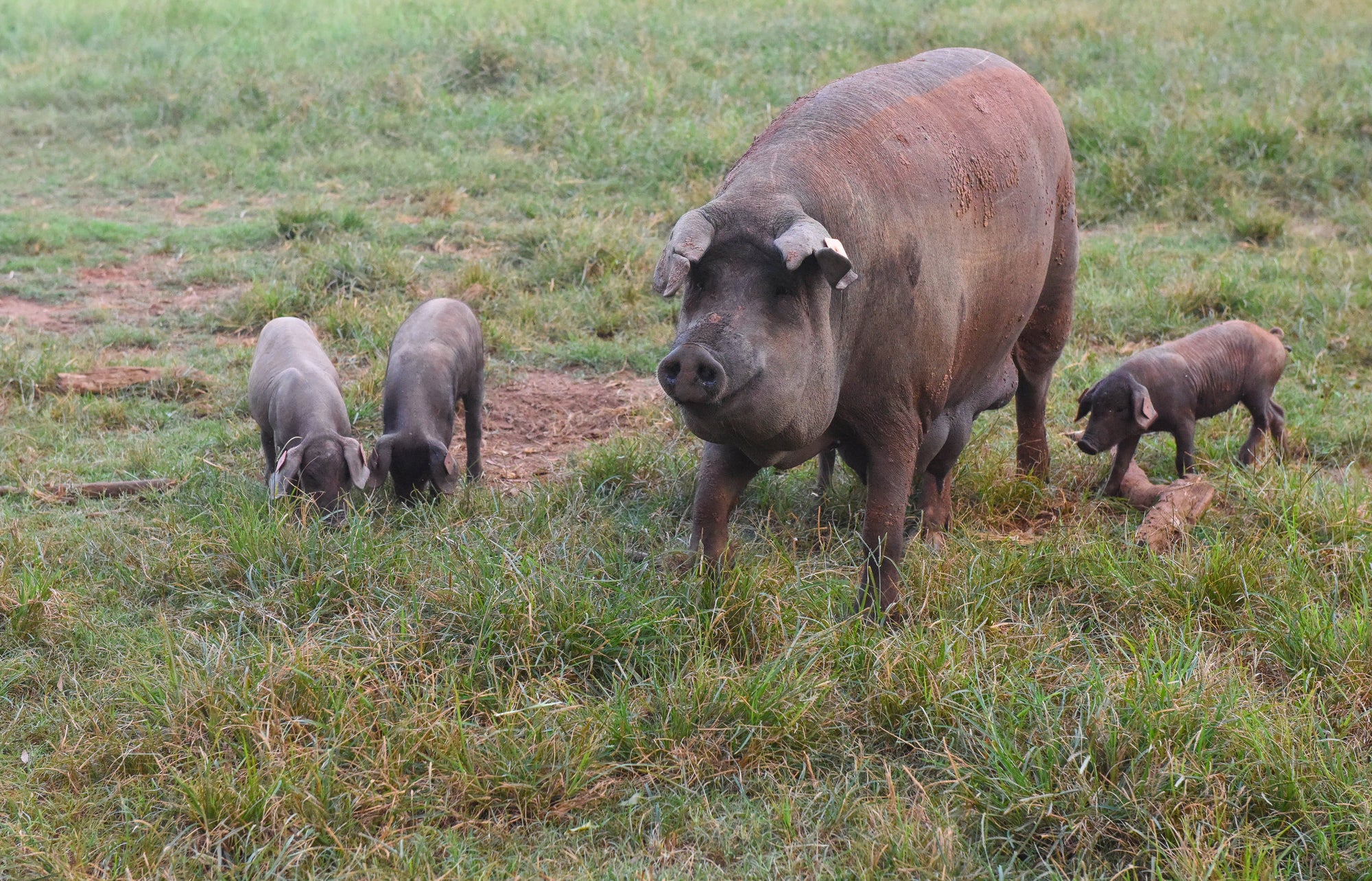 American Grass Fed Association: Pastured Pork